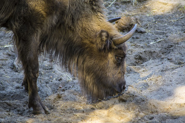 Żubr © Asfodel