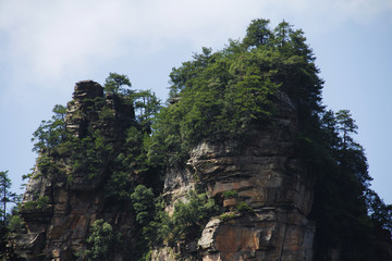 tree in the mountains