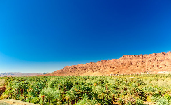 Aerial view on date palms in Draa valley - Morocco