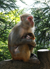 Naklejka na ściany i meble mother and baby macaque