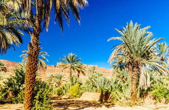 Palm garden of Kasbah Caids next to Tamnougalt in Draa valley - Morocco
