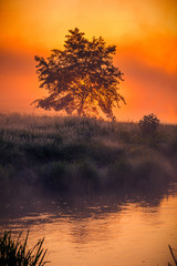 Lonely tree on the riverside in the morning against the sunrise in the fog