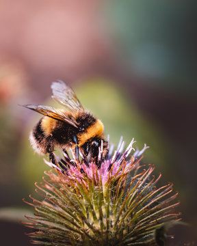 hummel