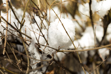Last snow on the grass