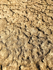 Background - sun-dried soil in cracks.
