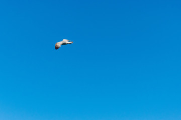 Seagull flying against the blue sky.