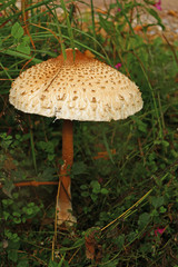 Parasol - Gemeiner Riesenschirmling