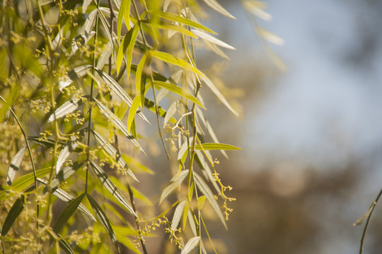 detalle de hojas de sauce