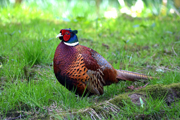 Close-up profile of a large pheasant