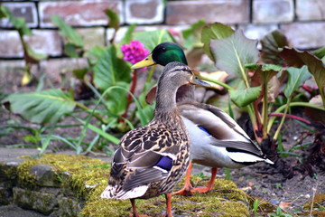 Fototapeta premium Closeup profiles of two ducks