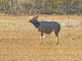 The nyala scientifically known as tragelaphus angasii is a south african antelope with white stripes on the body for the females and spiral horned for males