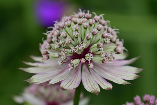 Macro shot of an astrantia major flower
