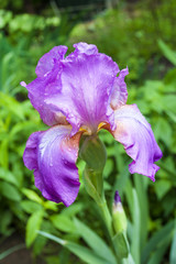 Purple iris flower closeup on green garden background