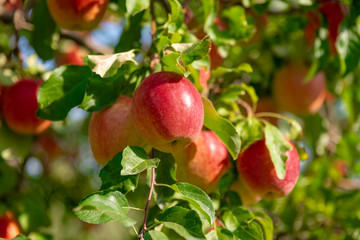 schöne, grosse, reife, rote Äpfel