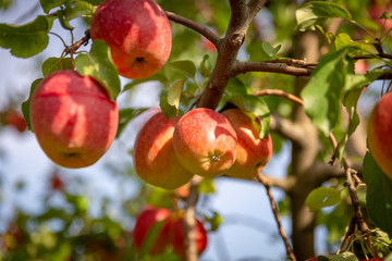 Äpfel, regionales Obst, Deutschland