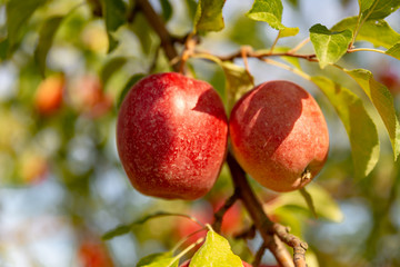zwei rote Äpfel, Natur, Obst, regional