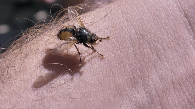 Fly insect on a human hand
