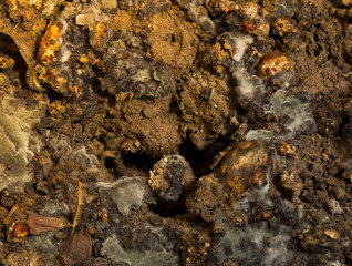 Fertilizer for mushroom macro
