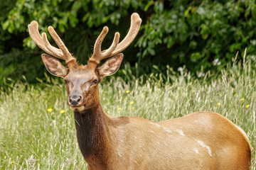 Naklejka na ściany i meble Roosevelt Elk 05 Grazing Roosevelt Elk profile view.