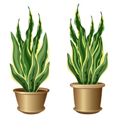 Sansevieria plants in pots (snake plant, snake tonque, mother-in-law's tongue). Vector illustrations isolated on white background for interior design.