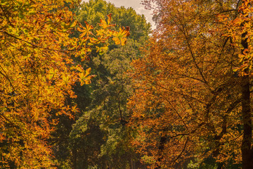 Fototapeta premium The first signs of autumn in Germany
