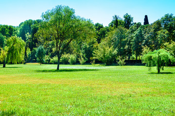 Meadow with trees