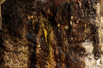 Nature background texture of a wet mossy sandstone wall