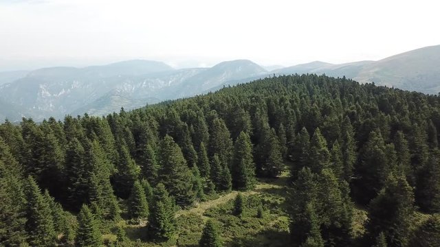 aerial view of fir forest in Pyrenees filmed with a drone, Aude in the southern of France