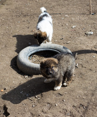 Beautiful fluffy puppies play