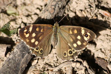 Speckled wood butterfly or Pararge aegeria