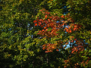 Red maple branch on a green tree background. Autumn natural background.