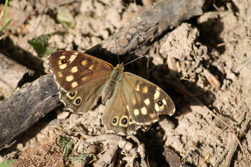 Speckled wood butterfly or Pararge aegeria