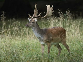 Fallow deer (Dama dama)