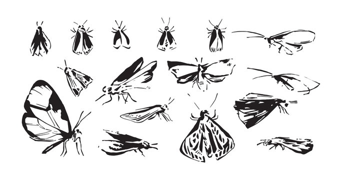 Set of hand drawn stylized insects. Sketch style vector illustration of moth silhouettes. Black isolated on white background