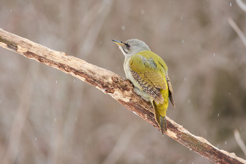Grey-headed woodpecker sits on a branch and looks up in search of danger - a hawk.