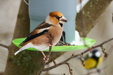 Hawfinch flew on a bird's feeder to eat sunflower seeds.