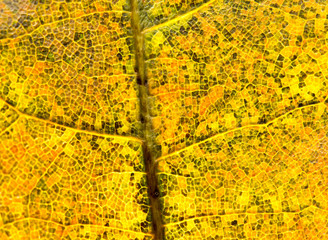 Close up of colorful autumnal maple leaf
