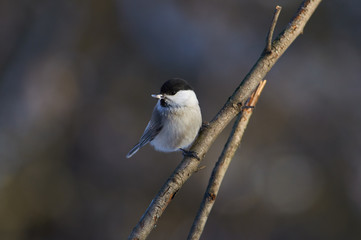 Obraz premium Small bird willow tit sits on a branch with a sunflower seed in its beak.