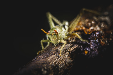small green colored cricket, small insect on tree branch