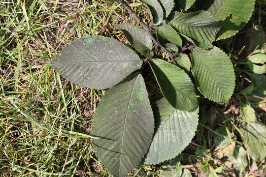 Sooty mold on green leaf of Ulmus glabra or Wych elm