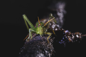 small green colored cricket, small insect on tree branch