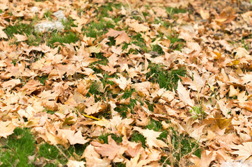 Colorful autumn leaves