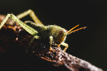 small green colored cricket, small insect on tree branch