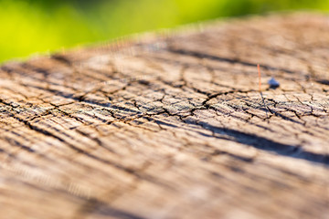 Obraz premium texture of tree stump