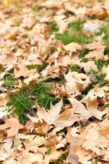 Colorful autumn leaves