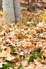 Colorful autumn leaves
