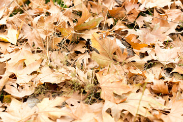 Colorful autumn leaves