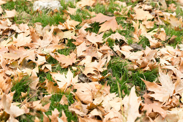 Colorful autumn leaves