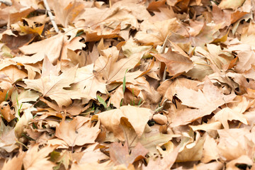 Colorful autumn leaves