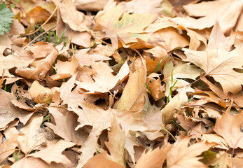 Colorful autumn leaves